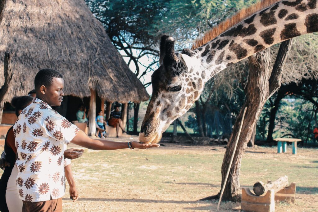 kenya safari and resort